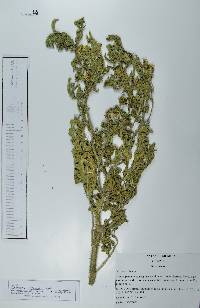 Solanum grayi image