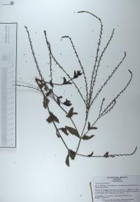 Verbena carolina image