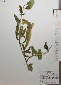 Heliotropium rufipilum image