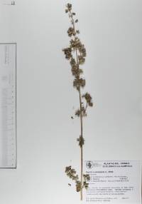 Hyptis suaveolens image