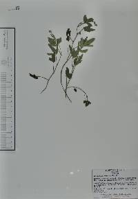 Desmodium scorpiurus image