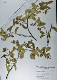 Ziziphus mexicana image