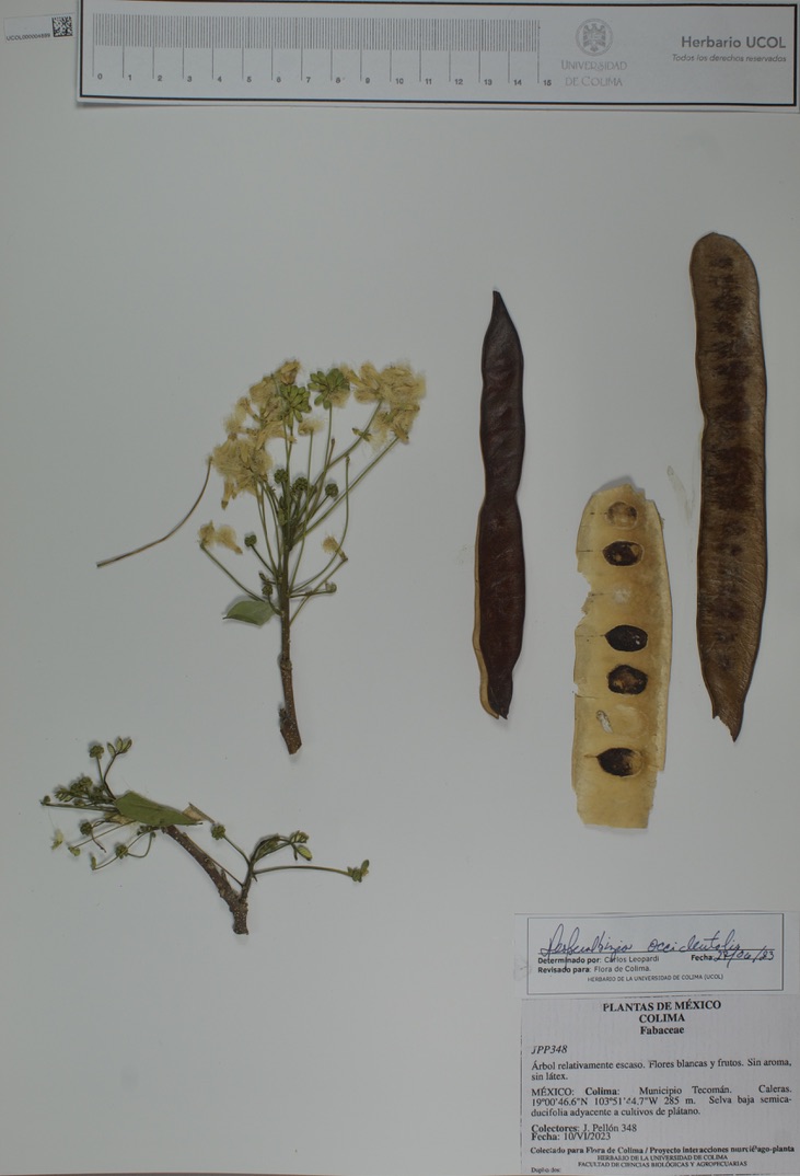 Hesperalbizia occidentalis image