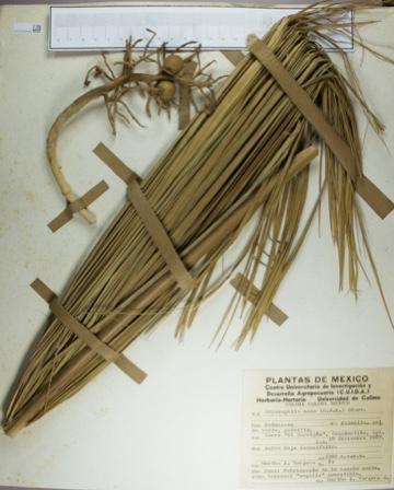 Cryosophila nana image