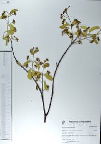 Ziziphus mexicana image