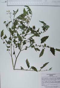 Solanum lycopersicum image