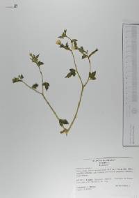 Mentzelia aspera image