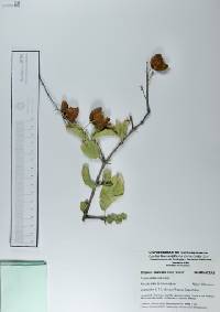 Ziziphus mexicana image