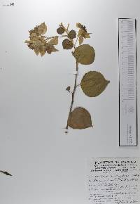 Bougainvillea glabra image