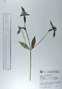 Crusea hispida image