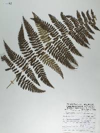 Dryopteris aemula image