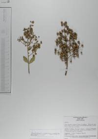 Lawsonia inermis image