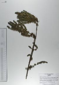 Hyptis suaveolens image