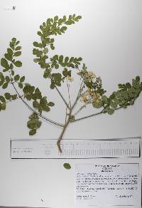 Moringa oleifera image