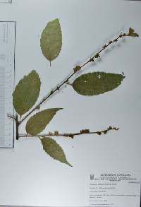 Colubrina triflora image