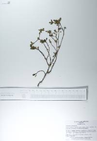 Portulaca oleracea image
