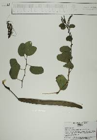 Bauhinia pauletia image