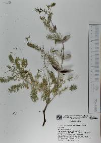 Vachellia campechiana image