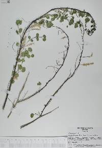 Mimosa rosei image