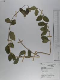 Mentha suaveolens image