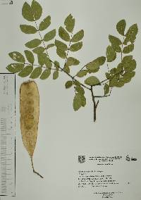 Albizia occidentalis image