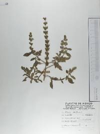 Ocimum basilicum image