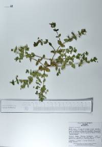 Lysimachia arvensis image