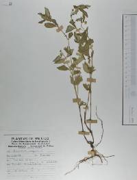 Marrubium vulgare image