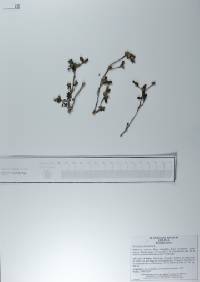 Portulaca oleracea image