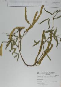 Prosopis laevigata image