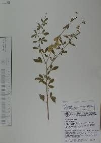 Crotalaria pumila image