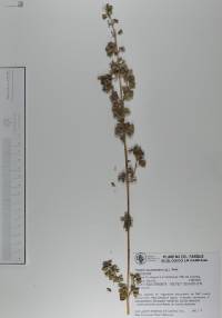 Hyptis suaveolens image