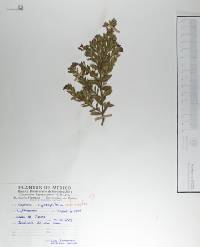 Cuphea hyssopifolia image