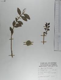 Byrsonima crassifolia image