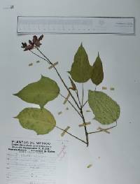 Helleborus niger image