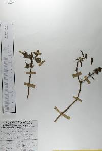 Ocimum basilicum image