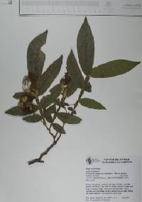 Inga eriocarpa image