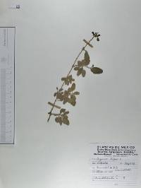 Origanum vulgare image