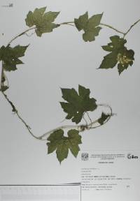 Gronovia scandens image