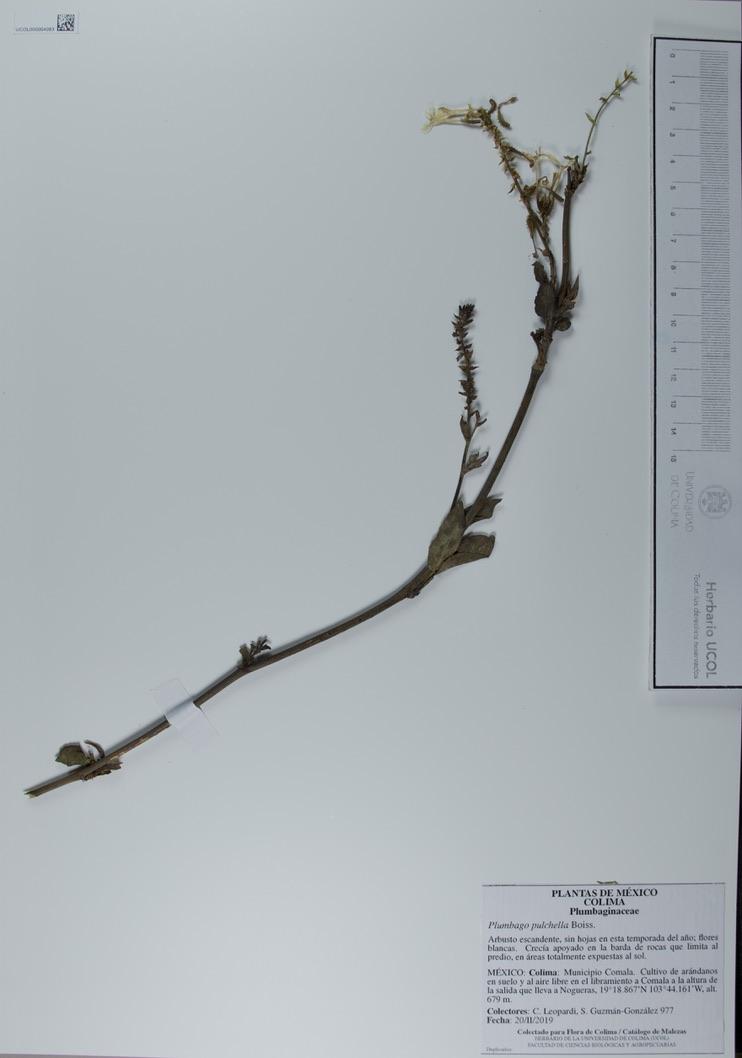 Plumbago pulchella image