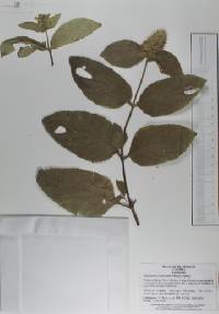 Lepechinia caulescens image