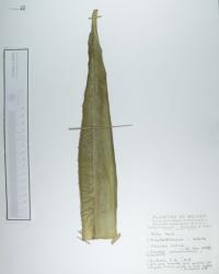 Aloe vera image