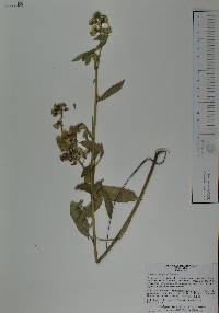 Crotalaria cajanifolia image