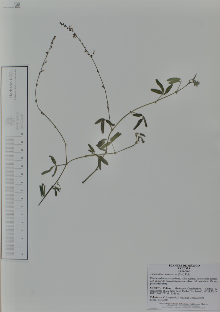 Desmodium scorpiurus image