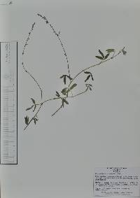 Desmodium scorpiurus image