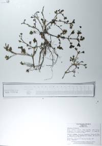 Portulaca oleracea image