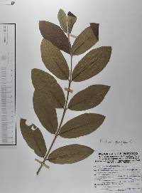 Psidium guajava image