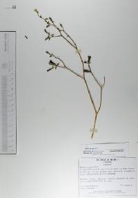 Mentzelia aspera image