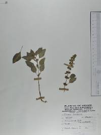 Ocimum basilicum image