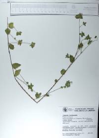Loeselia involucrata image